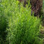 Aromatiques - Estragon de Russie  - face recto